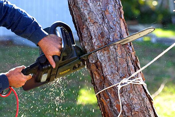 Best Commercial Tree Services  in Westport, NC