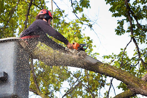 Trusted Westport, NC Tree Services Experts